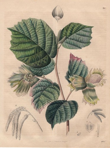 Noisetier - (corylus, avellana)