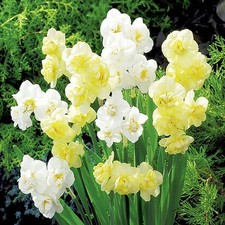 Bulbes de narcisses multiflores bulbes fleurs Narcisse mélange 25 pcs