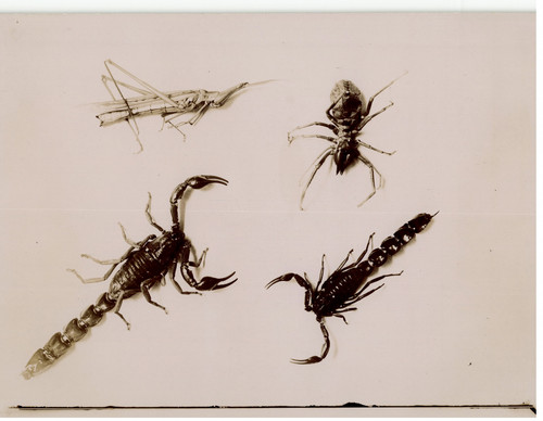 Algérie insectes original - algérie,,