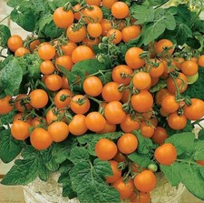Lot De 10 Graines De Tomate Venus Cerise Orange Semences Graines Seed