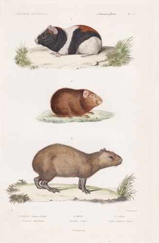 Cochon inde gravure acier - cochon, en