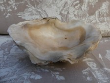 Empty baguier pocket shell L 14.5 cm x9.5 cm good condition