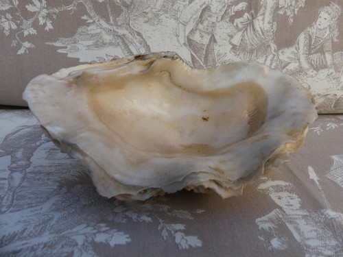 Coquillage bénitier vide - bénitier,
