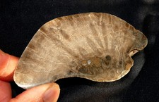 Embout De Corail Fossile