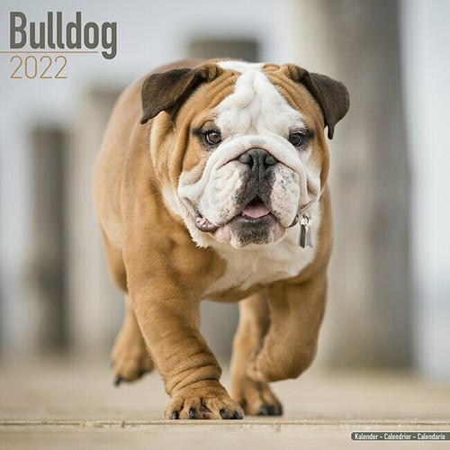 Calendrier 2022 bouledogue - 2022,