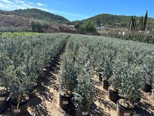 Sunny Tree - Eucalyptus gunnii 'Azura' - Winterhart - 90 cm