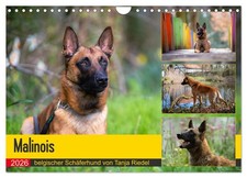Malinois - berger belge