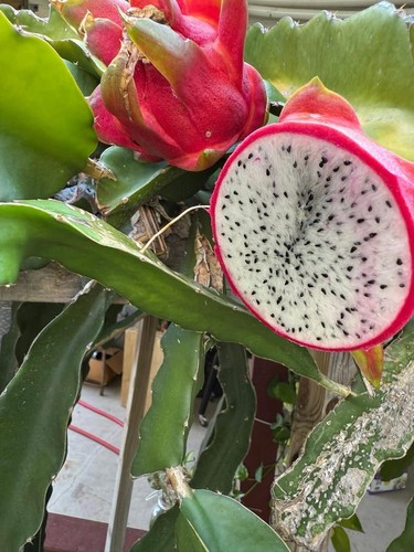 Pitaya fruit dragon - pitaya, ou