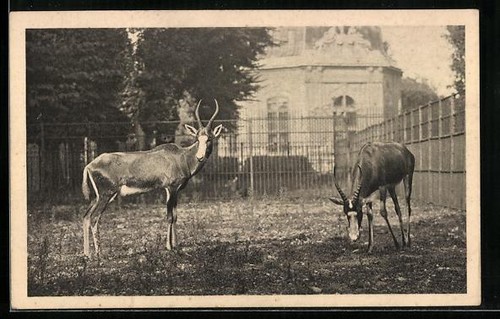 Carte postale
