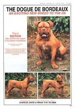 DOGUE DE BORDEAUX DOG BREED KENNEL ADVERT PRINT PAGE 1998 "DUTCH"