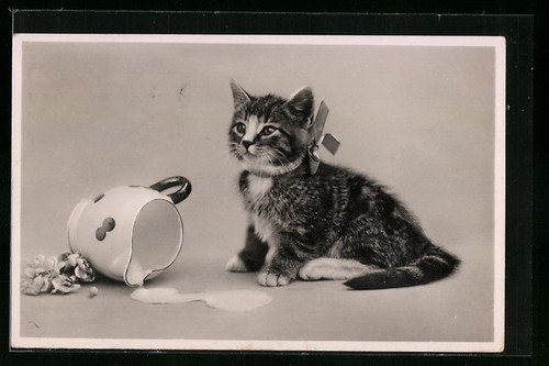 Chaton côté un - d'un, pichet