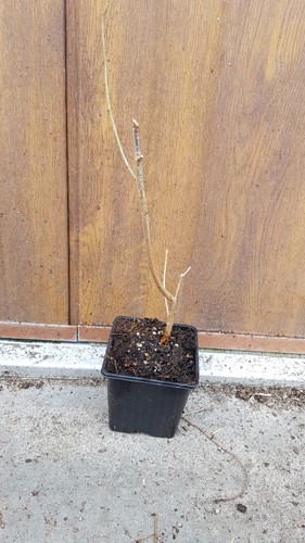 Morus illinois everbearing - morus, /