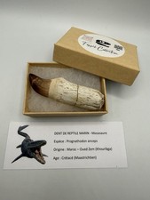 Grosse dent de mosasaure