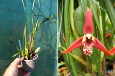 Maxillaria tenuifolia