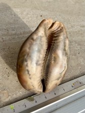 Gros Coquillage Cypraea  –