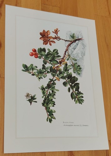 Botanique raisin planche - -,