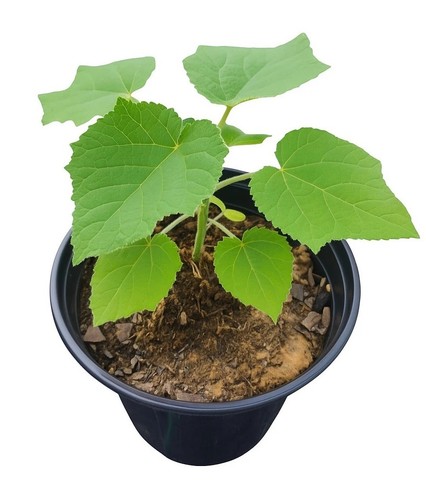 Plant paulownia issue - plant,