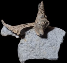 RARE !!  Gastéropode Santonien :  Helicaulax