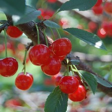 Cerisier griotte 'Montmorency' - Prunus cerasus - Griottier de Montmorency