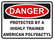 Américain Polydactyl Chat