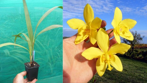 Spathoglottis kimballiana - ,