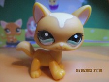 Petshop Chat Maine-Coon #1100