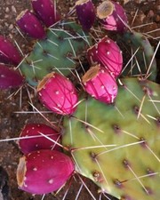 Violeta Columncactus -