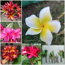 lot de 2 boutures de