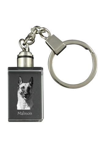 Malinois berger belge - berger,