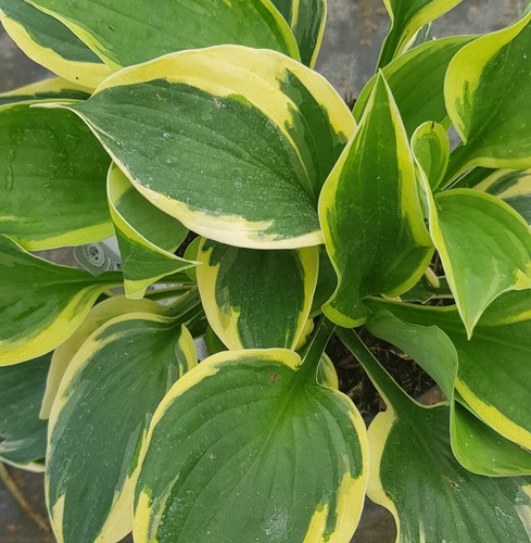 Hosta fortunei twilight - 'twilight', /