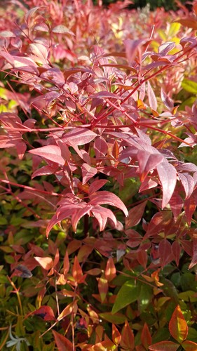 Nandina domestica bambou - domestica,