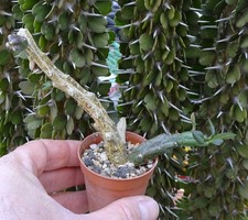 FREREA INDICA stapelia pseudolithos huernia caralluma orbea caudex cactus