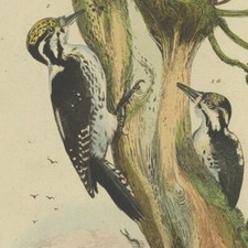 Décoration Oiseau Pic