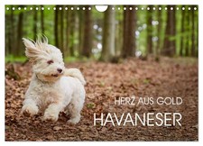 Bichon havanais - cœur d'or (Calendrier mural 2026 DIN A4 horizontal), CALVENDO 