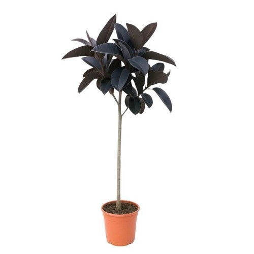 Ficus unique abidjan - 130,