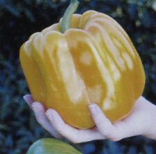 SWEET CORAL BELLE PEPPER * 25 SEEDS * ORANGE * SWEETEST * FLAVORFUL *