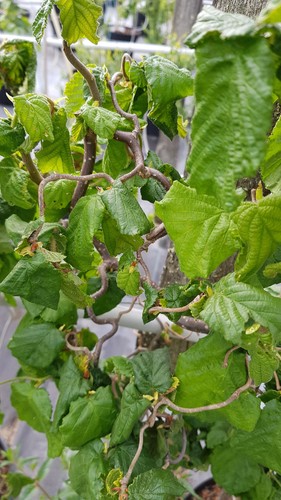Corylus avellana contorta - corylus, 'contorta'