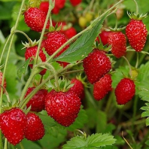 Pièces fraise des - fraise,