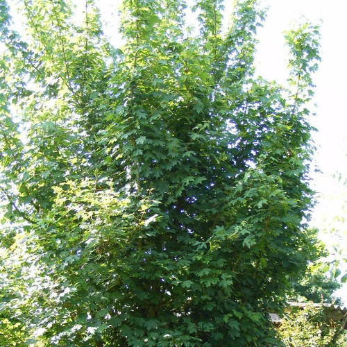 Acer campestris erable - acer,