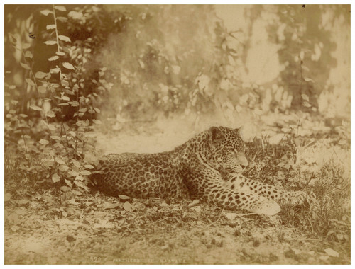 Alexandre leroux algérie - leroux,,