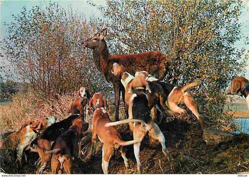Carte postale animaux - -,