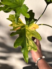 philodendron florida x mayoi variegata
