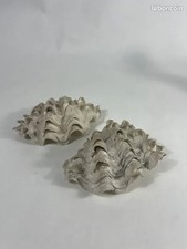 Authentique bénitier bivalve