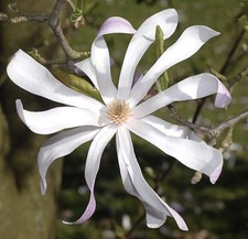 Magnolia x loebneri cv