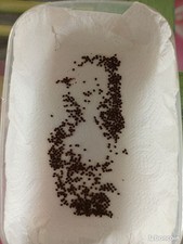 Oeuf De Phasmes Bâton 