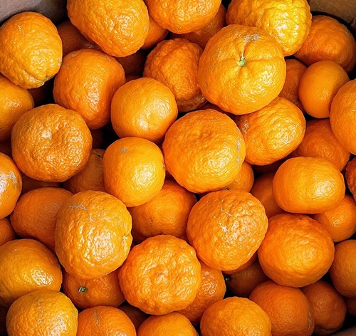 Fresh gold nugget mandarins - gold,
