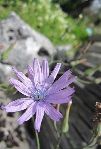 Laitue vivace lactuca - laitue,