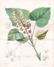 Catalpa Kaempferi Japon Botanique Fleur Botanique Lithographie Curtis 6611