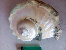 ancien gros coquillage