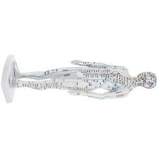 Modèle d'acupuncture humaine